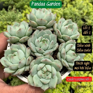 Sen đá tiểu ngọc size mini 2.5-4cm, xuất xứ Đà Lạt khoẻ đẹp, thích nghi mọi khí hậu, lỗi 1 đổi 1