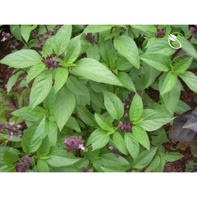 Hạt Giống Rau Quế Lá To Phú Nông - Gói 5g -Sweet Basil