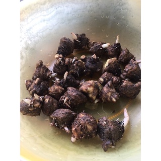 Củ mon mix màu(bao sống 💯 )