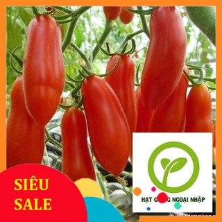 Hat giống cà chua chuối 30 hạt hat f1