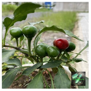[Seeds] Hạt giống Ớt trái tròn Rado527, đóng gói 0.2gr