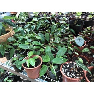Trầu Bà Cánh Én - Philodendron Florida