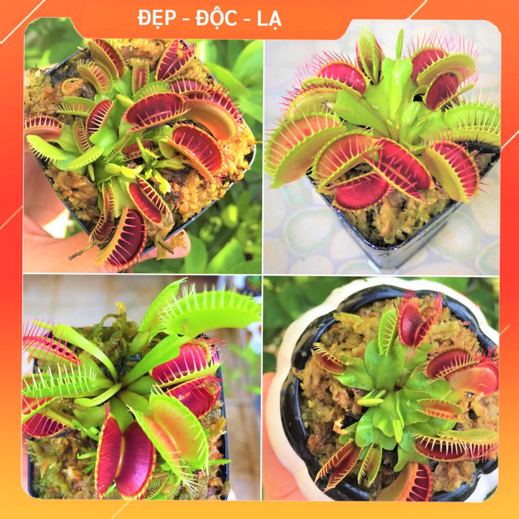 Cây bẫy kẹp miệng đỏ đẹp (Venus flytrap/Trap)
