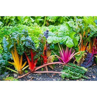 Hạt Giống Cải Cầu Vồng Đỏ Hà Lan Năng Suất Cao