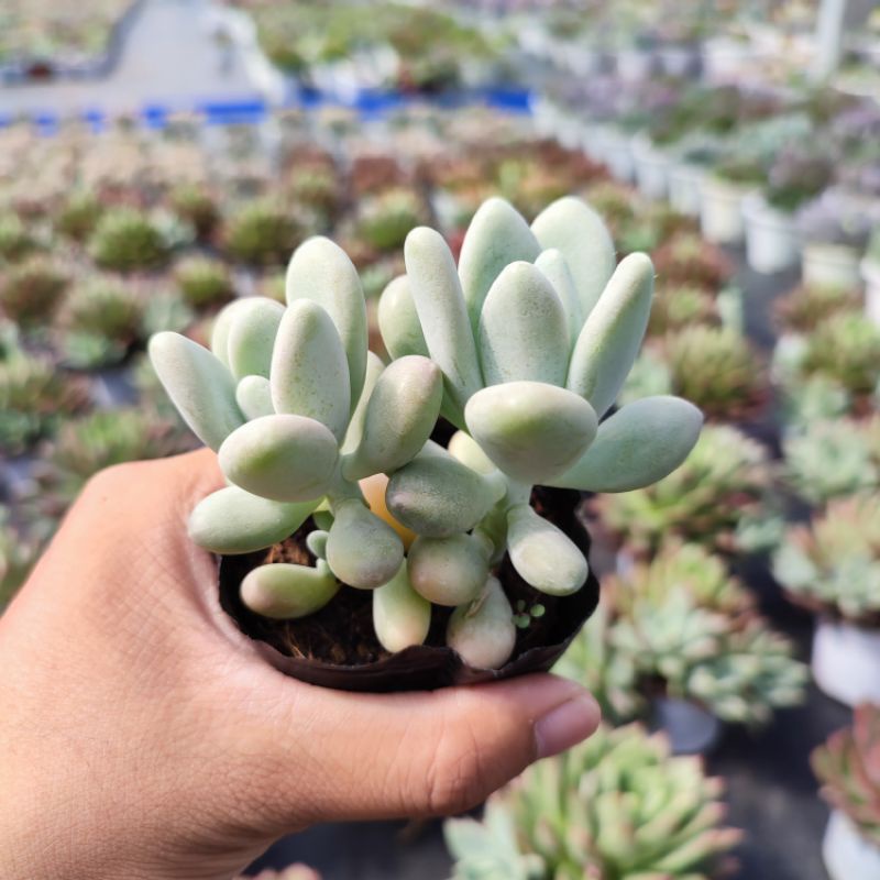 Sen Đá Sỏi Trắng Size Bé 5-7cm, Sen Đá PANDAA GARDEN Xuất Xứ Đà Lạt Khoẻ Đẹp, Thích Nghi Mọi Khí Hậu, Lỗi 1 Đổi 1