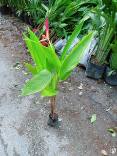 Cây Chuối Mỏ Két