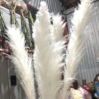 Cỏ lau decor ( giá 1 cành)