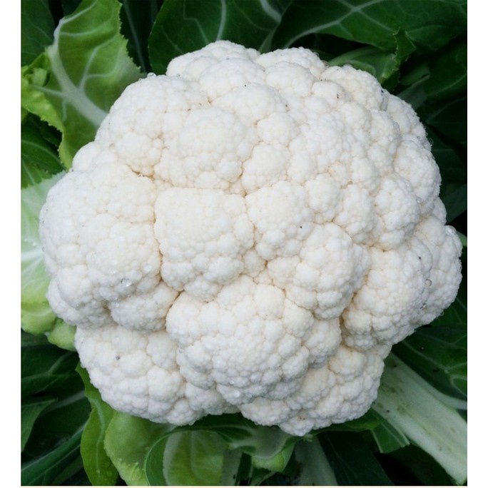 Gói đóng hạt giống súp lơ mix