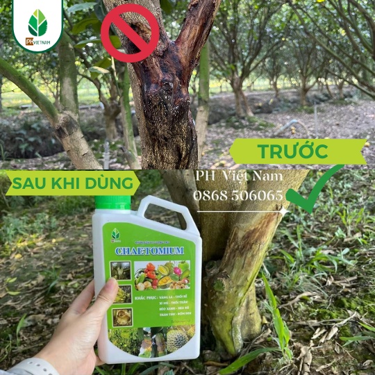 Diệt Nấm Sinh Học Chaetomium - Ngăn Ngừa Vàng Lá Thối Rễ, Thán Thư, Đốm Nâu, Thối Nhũn - PH VIỆT NAM