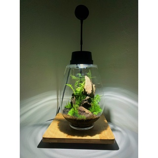 Bộ bình thủy tinh mosslight terrarium size 14x22cm
