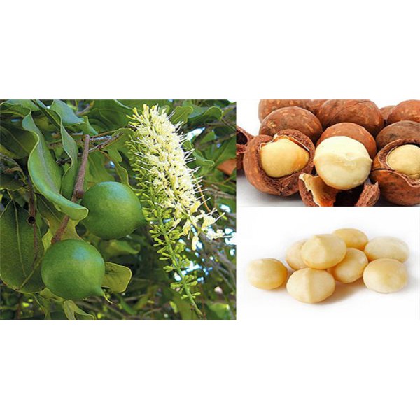 500g Hạt Macca Sạch Di Linh Lâm Đồng