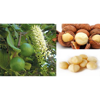 Cây giống Mắc Ca Ghép ( Giống chuẩn, siêu sớm ).
