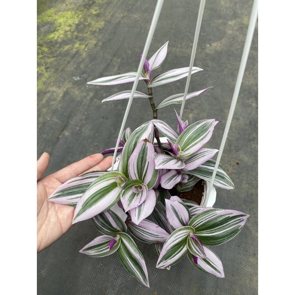 Chậu treo Tradescantia albiflora Nanouk -Thài lài Thái hồng