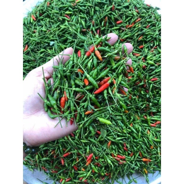 Ớt Gió Hà Giang quả tươi 1kg