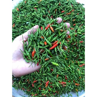 Ớt Gió Đồng Văn xóc muối