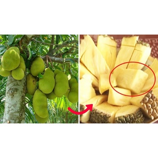 Cây Giống Mít Không Hạt Ba Láng