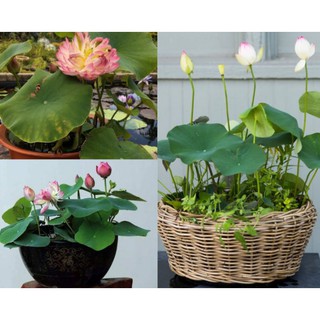 Gói 5 hạt giống sen mini Nhật trồng chậu nhiều màu cánh kép