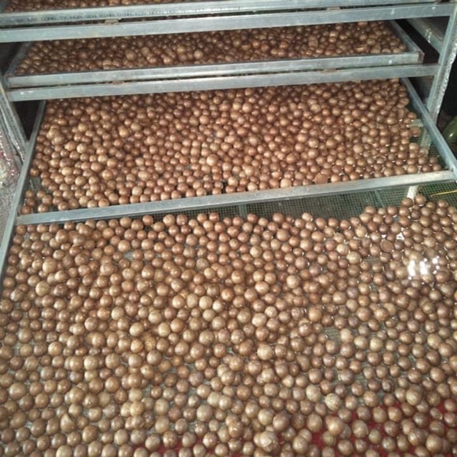 Macca sấy daklak