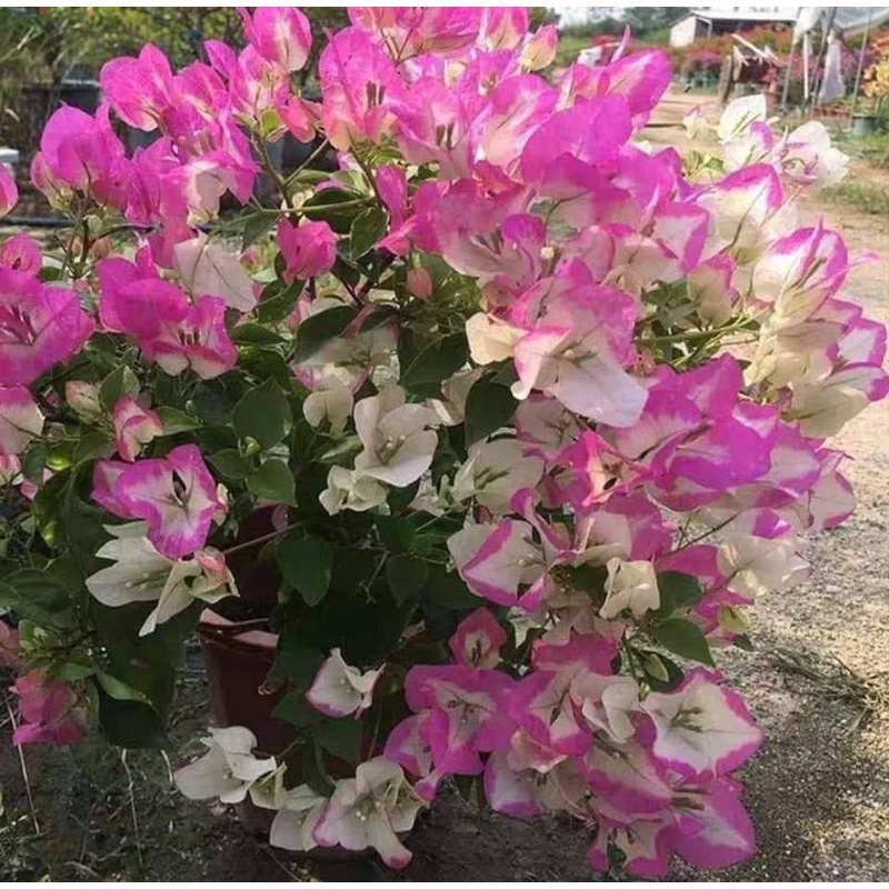 Cây hoa giấy son môi đang nụ hoa