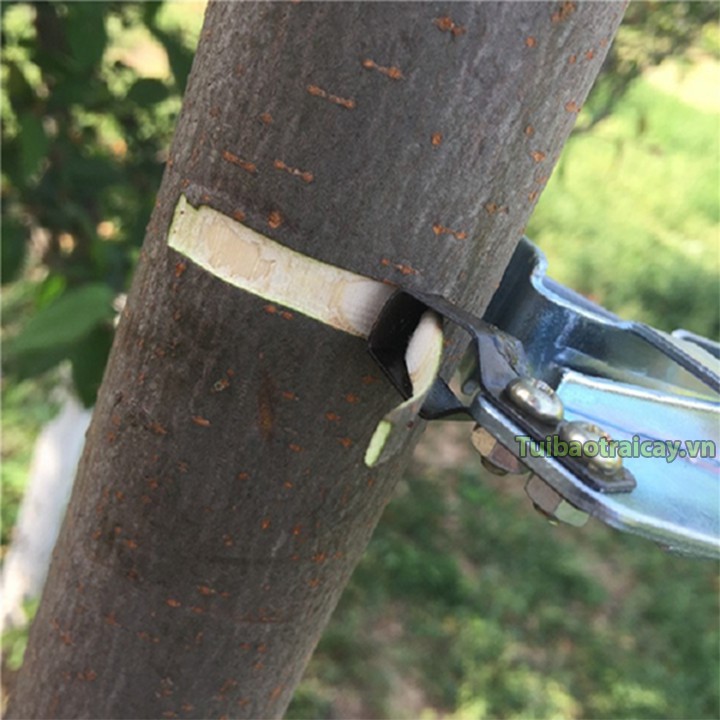 Kẹp khoanh vỏ điều tiết cây lưỡi bóc loại to - D64