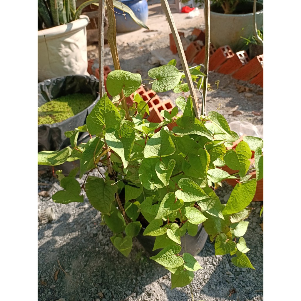 Hoa tigon trồng hàng rào, Antigonon leptopus Hook.Et Arn - Trang Flowers