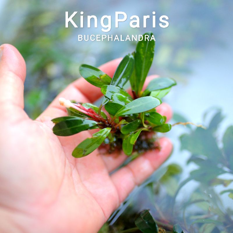 Bucep King Paris | Hàng ngọn | Lá cạn | cây thủy sinh siêu khác biệt