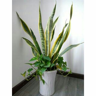 cây lưỡi hổ vàng.1 cây