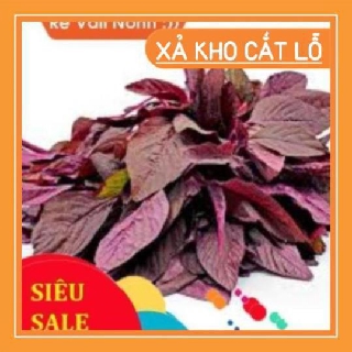 20gr hạt giống rau dền đỏ chất lượng cao
