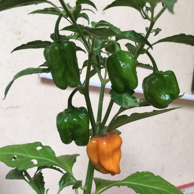 Cây giống ớt Habanero (ớt cay nhất thế giới) (Ảnh thật 3, 4, 5)