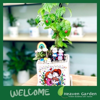 Cây hạnh phúc kèm chậu men vẽ (cây để bàn)