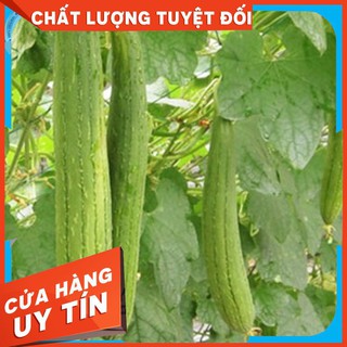 10 Hạt Giống Mướp Hương (Luffa cylindrica)
