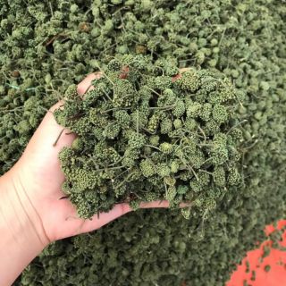 Sỉ toàn quốc giá rẻ 100g nụ hoa tam thất bao tử