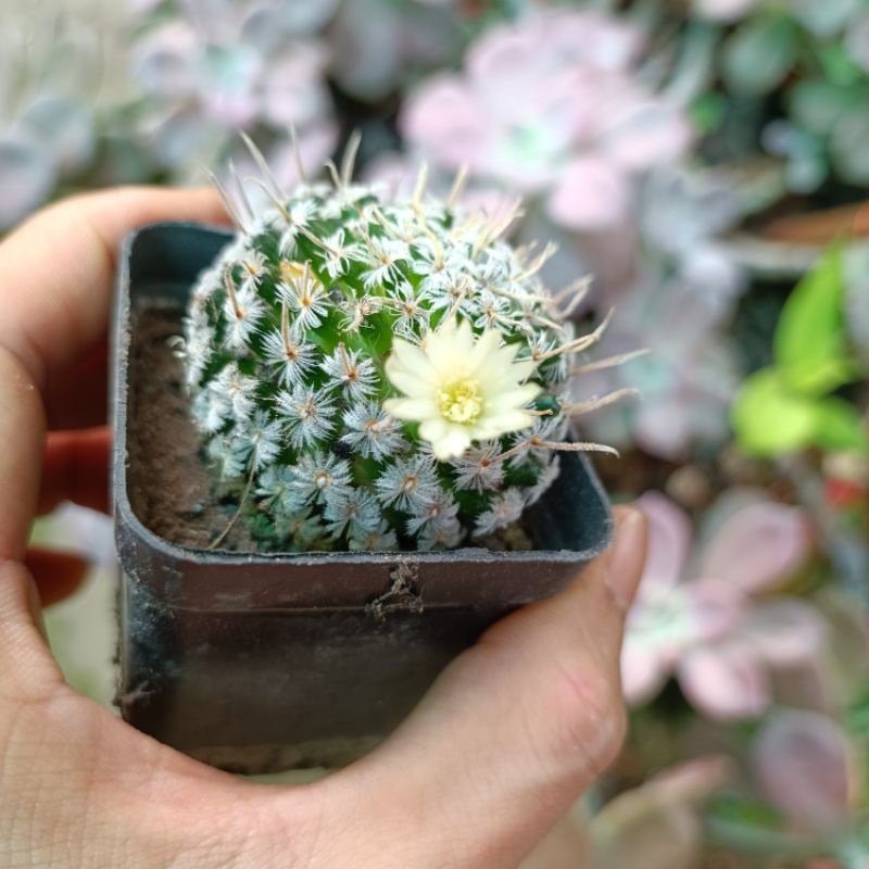 Xương rồng Mami có râu rất đẹp đã cho hoa