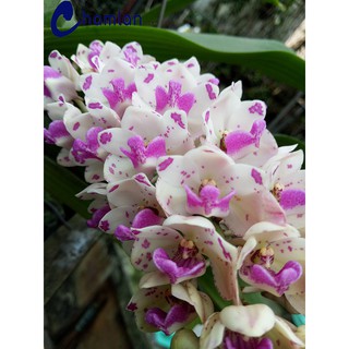 Chai mô Ngọc điểm đốm - chai 40 cây,nhập khẩu Thái