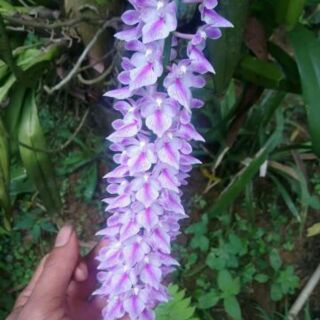 Hoa phong lan giáng hương cáo cao bằng