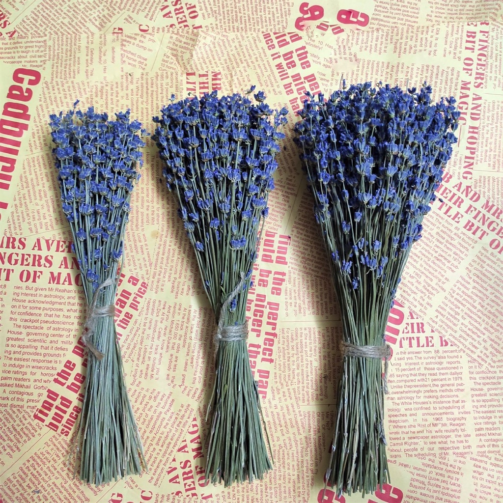 Bó hoa khô lavender oải hương (bó 100/200/300 cành)