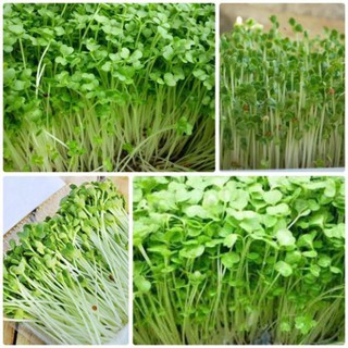20 gram Hạt giống mầm rau cải mơ
