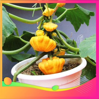 Hạt Giống Bí Đĩa Bay - 10 Hạt [ Tặng bộ dụng cụ làm vườn Mini 3 món ] VIETGAR