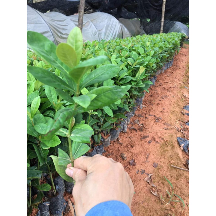 CÂY HOA MẪU ĐƠN(CÂY TRANG) - CÂY GIÓNG CÓ ĐỦ MÀU