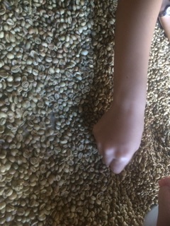 [FREESHIP 99K TOÀN QUỐC]Cà phê nhân robusta 1 kg ( chưa rang)