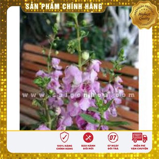 Hạt giống Hoa Ngọc Hân( 5 hạt)