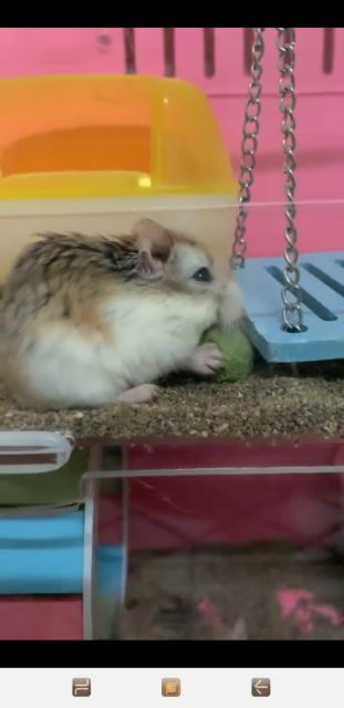 Mài răng rau củ cho Hamster và thỏ bọ