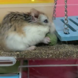 Mài răng rau củ cho Hamster và thỏ bọ