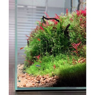 cỏ giấy lá nước ( cỏ nền tiền cảnh)  ( 1 tấc 10x6cm 200k)