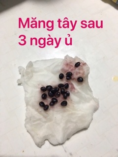 Hạt giống măng tây xanh ☘️
