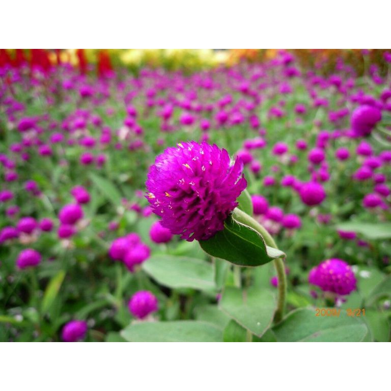 Hạt giống HOA CÚC Bách nhật màu tím - Gói 0,5 gram