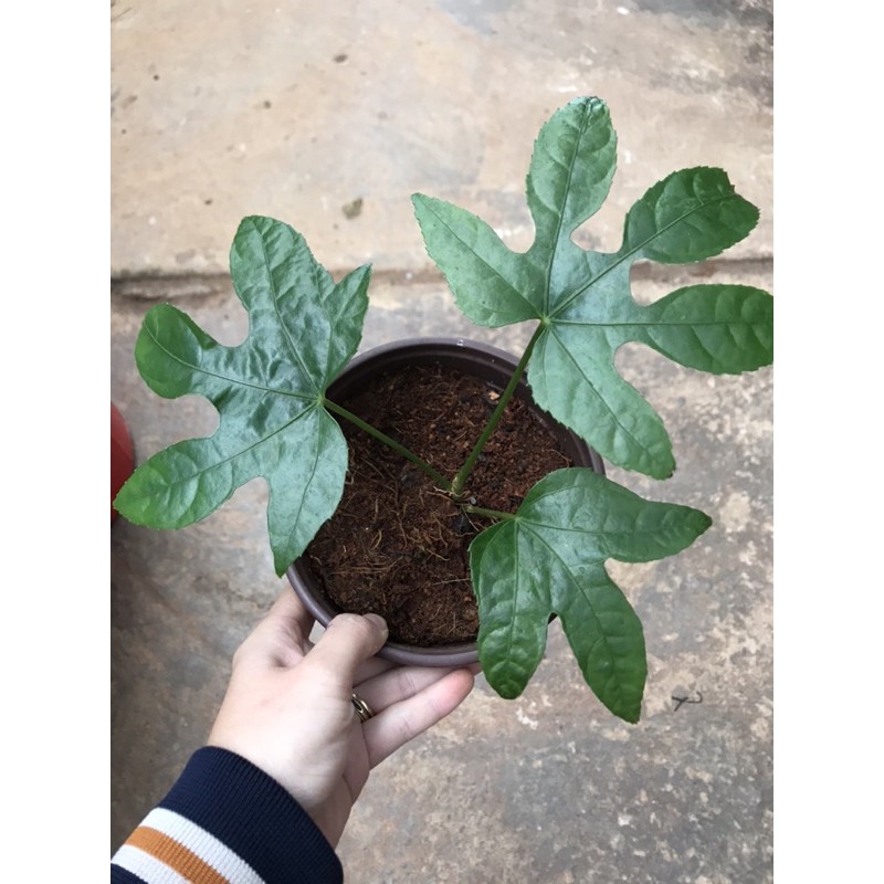 Chậu cứng Palmata