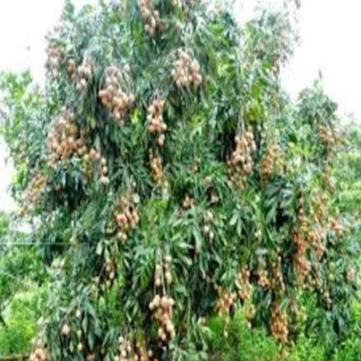 cây giống nhãn lồng muộn cây giống chuẩn F1 cho năng suất cao , cây đẹp, giống chuẩn