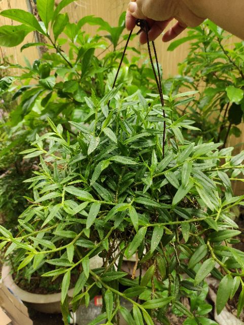 Lan nghệ tâm Cao Bằng