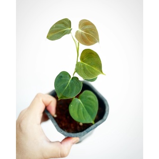 Trầu bà Philodedron Lupinum